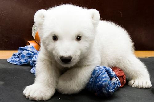Les Bebes Ours Blanc Les Animaux Trop Mignons