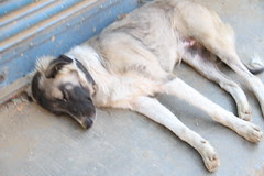 i hate human beings ...after they have used me as a pup they throw me out on the streets by firoze shakir photographerno1