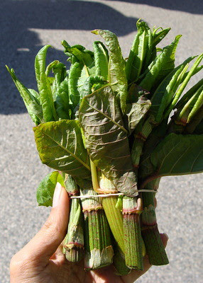 Farmers Market May 2008