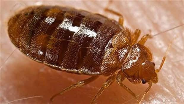 Bed bugs: The itchy pests Montrealers can't shake off - Montreal - CBC ...