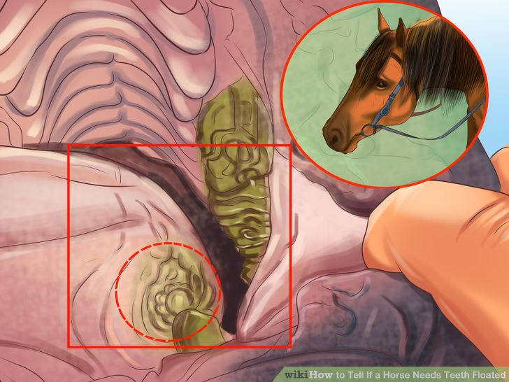 Tell If a Horse Needs Teeth Floated Step 1.jpg