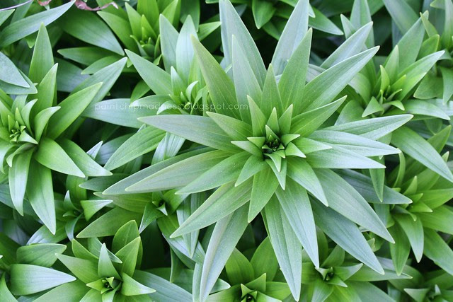 plant
