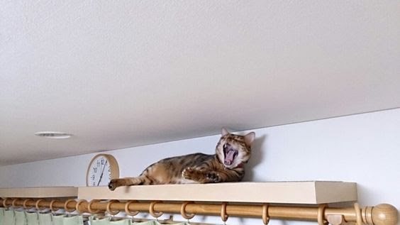 Diyで出来る 高いところ大好きな猫ちゃんのためのキャットウォーク