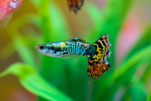 グッピーの餌 やり方や回数ってどれくらい 熱帯魚 淡水魚 海水魚の図鑑