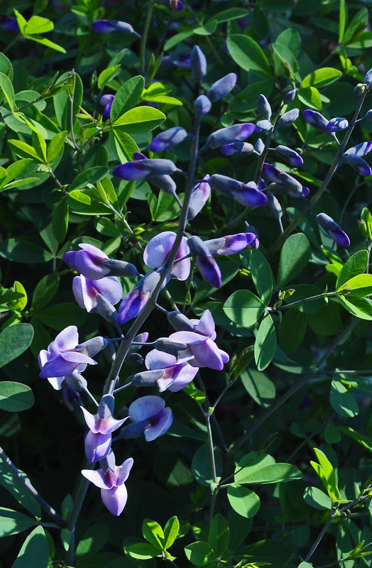 Baptisia 'Purple Smoke'