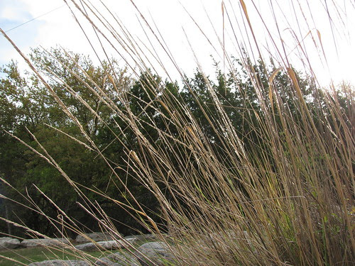Grasses