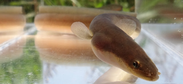 日本淡水魚 ニホンウナギ