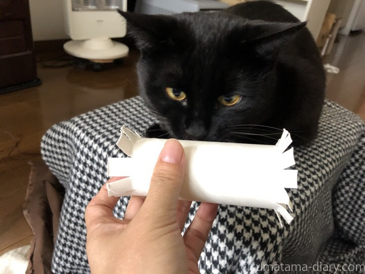 手作りおもちゃ トイレットペーパーの芯で遊ぶ猫