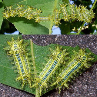 病気や害虫について 害虫の種類