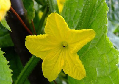 キュウリの雌花しか咲かないのは
