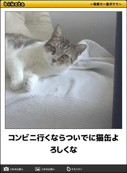 猫が喋ったぁあ ネコへのボケ ボケて Bokete