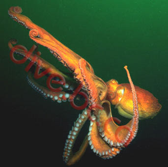 octopus