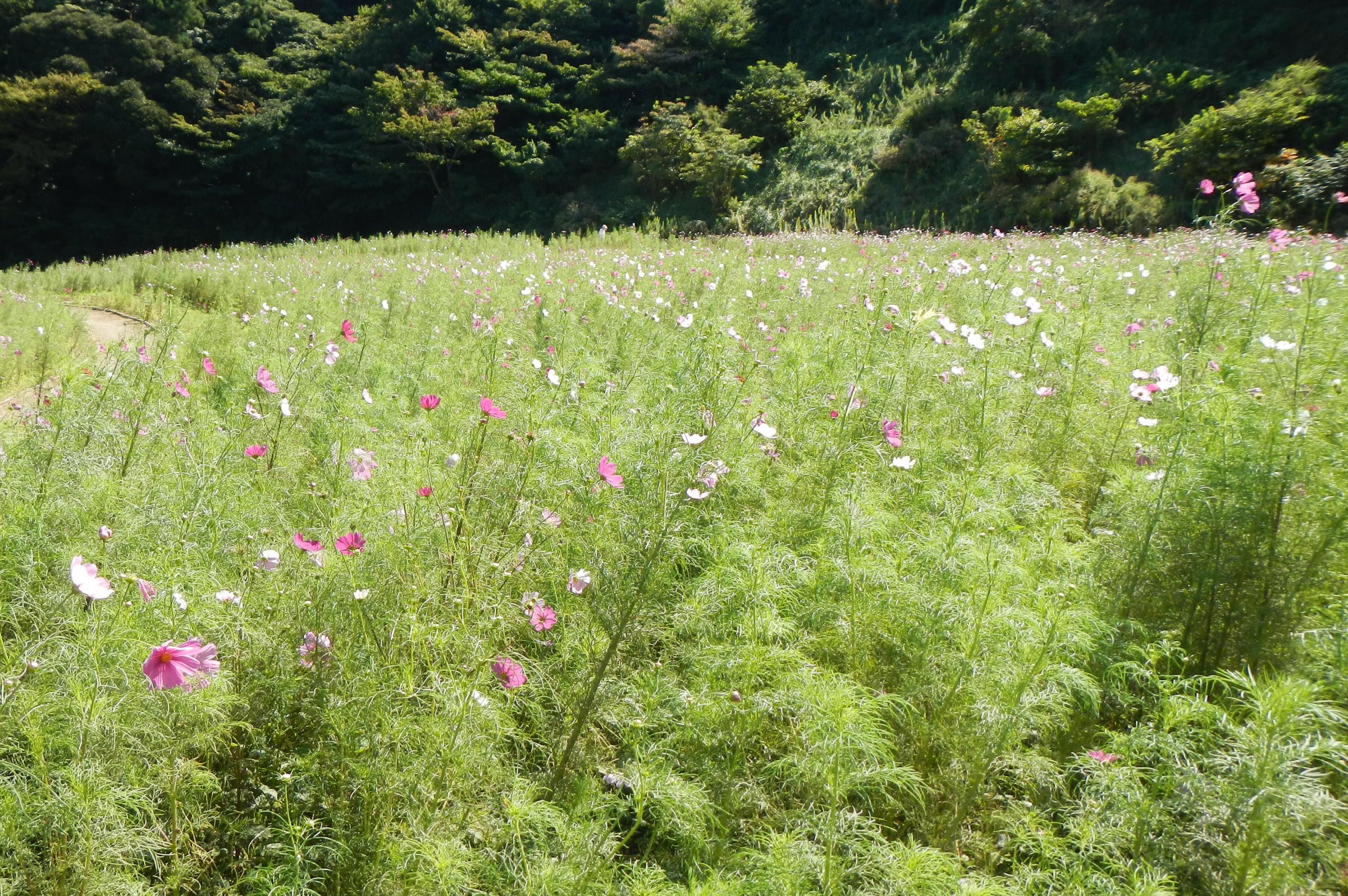 くりはま花の国 コスモス