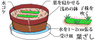 モウセンゴケの育て方 ヤサシイエンゲイ