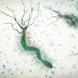 H. pylori: saiba sintomas da infecção que confundiu homem com câncer