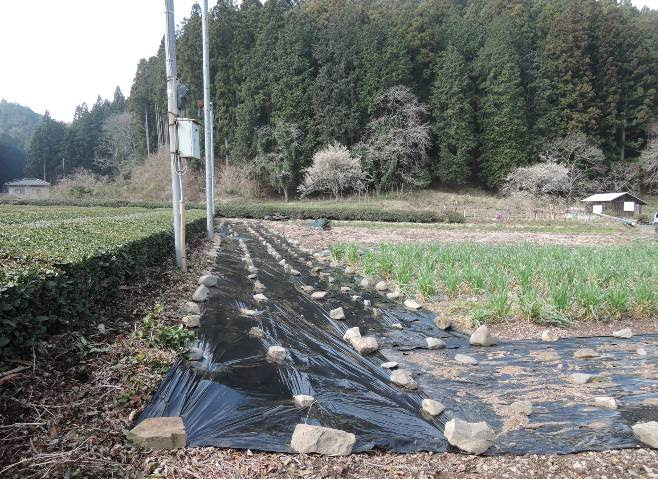 境目を防御 の黒マルチ 畑 整地 自然栽培 大子の三楽斎