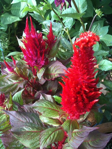 Flowers at the NY Botanical Garden's Monet's Garden Exhibit
