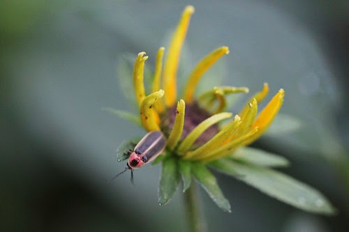 Bug