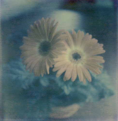 gerbera