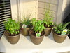 Herbs bought already with growth