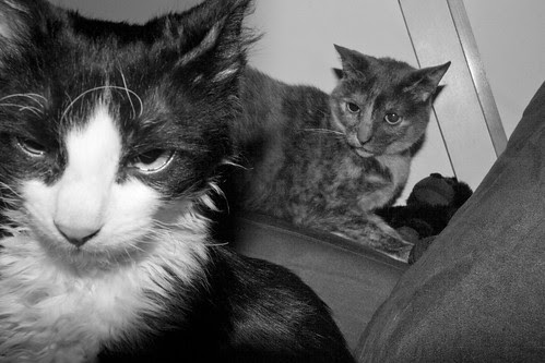 Amber & Tiggy of the Wink