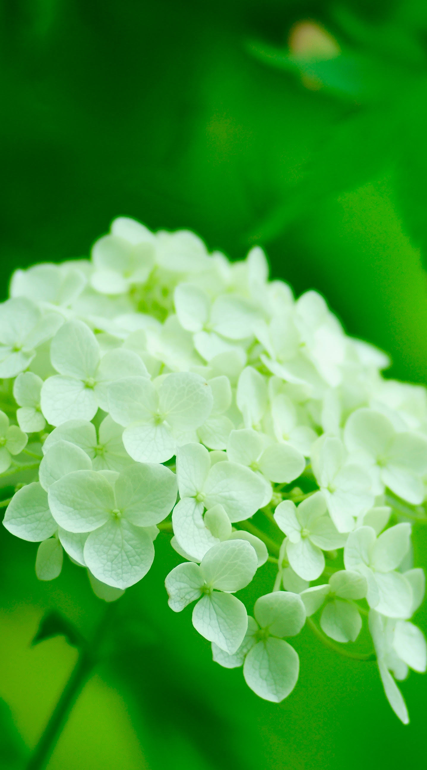アジサイ 紫陽花 Iphone壁紙タウン