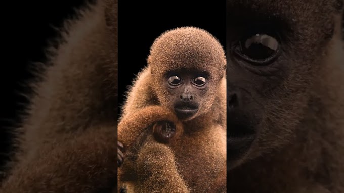 Don’t want to imagine a world without the woolly monkey 🌎🐒 #Conservation #PhotoArk #Shorts | Travel & Tourism Video Vloggers And Reviews