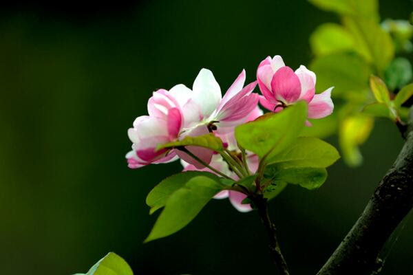 海棠花开的季节 春夏两季开放 2个月花期 发财农业网