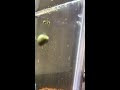 水槽 白い虫 ミズミミズ 100357-水槽 白い虫 ミズミミズ