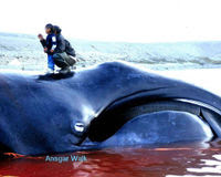 Don't Let Korea Kill Whales for Research!