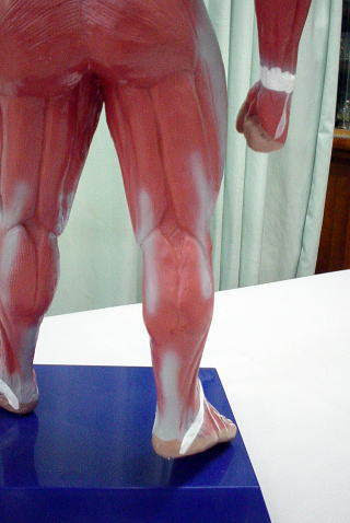 肉離れ 筋挫傷 について 原因とメカニズム 筋挫傷は肉離れとも言われ 筋肉もしくは筋肉表面の筋膜の部分断裂の事です 走り出したら ランニング等 急にふくらはぎの内外側に違和感を感じて 少しずつ腫れや痛みが出てきたり ジャンプなどで