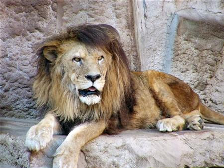 国内最高齢のライオン死ぬ ２３歳 札幌の円山動物園 全国ニュース 四国新聞社