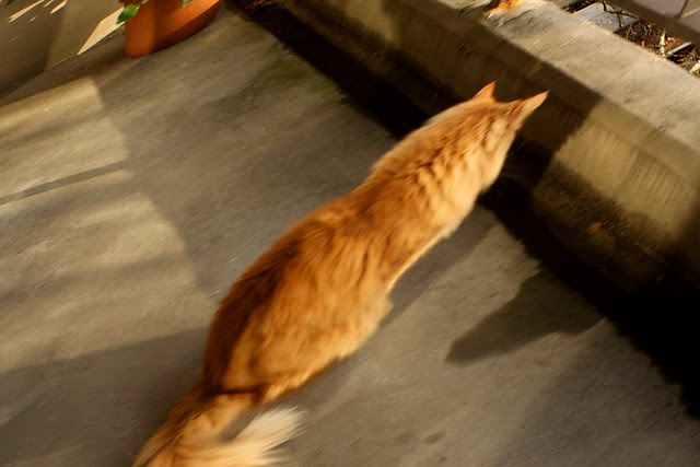anamorphic cat