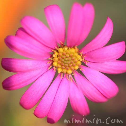 ブラキカム ヒメコスモス の花の写真 花言葉 名前の由来 みみみんブログ