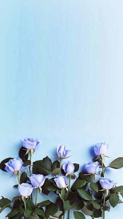 Aesthetic Blue Rose Wallpaper Iphone