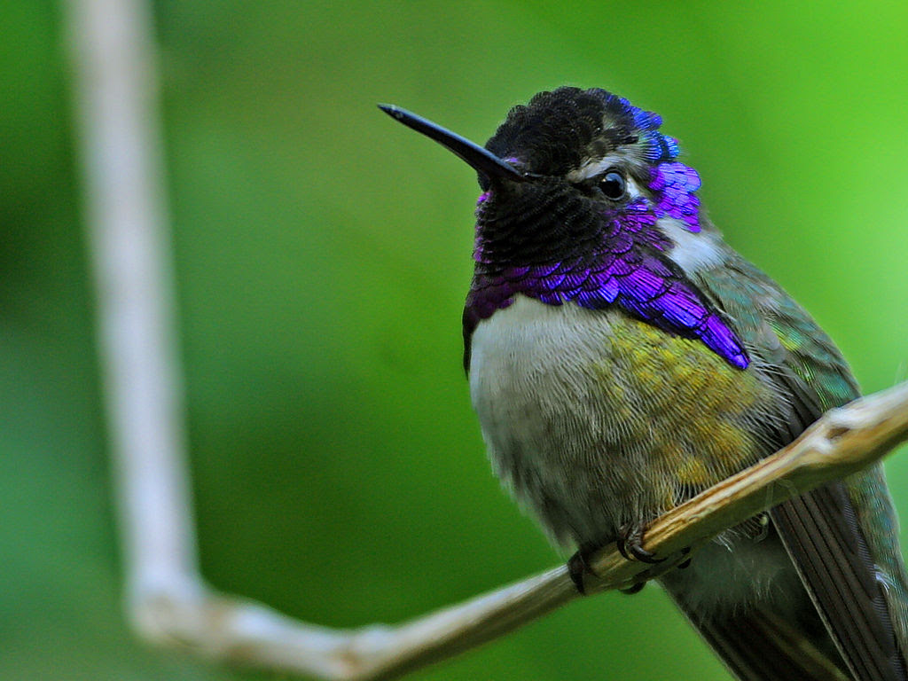 Humming Bird Picture