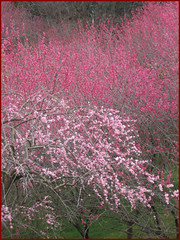 16 pink and red END