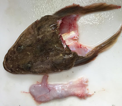 マゴチの骨蒸し 釣りバカ男の手料理