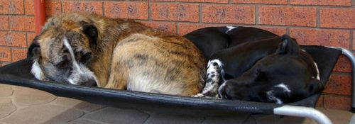 Fred: "Hey Rosie?" Rosie:" Ssh, sleepy time now Fred"