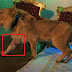 Dani Mocanu Leu / „în urma informațiilor apărute în spațiul public, referitor la realizarea unui videoclip cu un animal exotic, vă aducem la cunoștință următoarele: