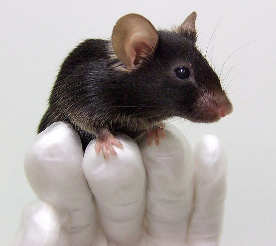 Camundongo geneticamente modificado por cientistas; roedor canta como pássaro segundo seus criadores
