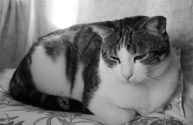 猫が嫌いな音はどんな音 怖がる時の対処法は 掃除機 ドライヤー 花火 雷 猫の総合情報サイト ペットスマイルニュースforネコちゃん