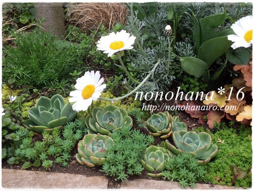 地植え七福神の今日 お庭 Nonohana色