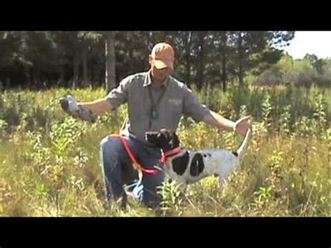 hunting dog training  willow creek kennels