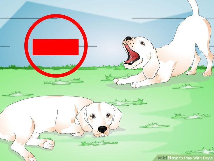 Play With Dogs Step 14.jpg