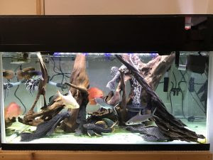 セルフィンプレコの性格 混泳は セルフィン初心者に飼育基礎知識を セルフィンは飼育しやすい魚だが注意しておきたい点も メリットやデメリット 実際に飼育 した人の声も紹介