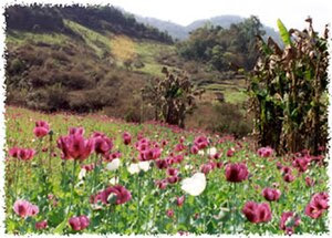 A field of opium poppies in Burma.