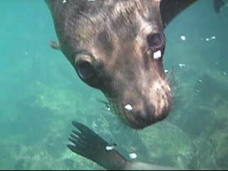 Sea Lion Snorkeling Video
