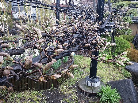 フジの剪定 フジの管理方法