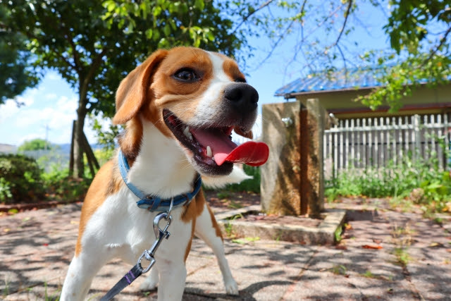 獣医師監修 犬のおならの回数が多くて臭い 考えられる病気と予防法について